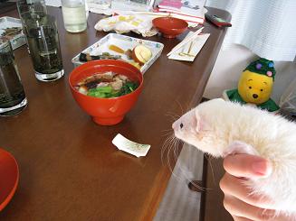 フェレットさんと過ごすお正月です☆