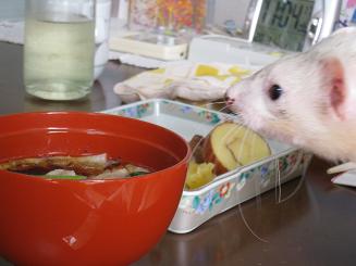フェレットさんと過ごすお正月です☆