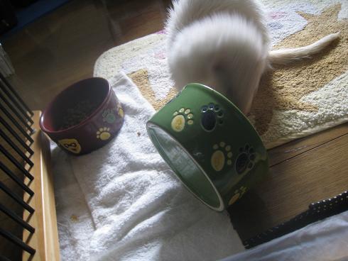 お皿を立ててごはんを食べるわさびさん&あずちゃん