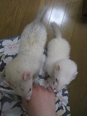 お風呂あがりのフェレットさんに甘いものを