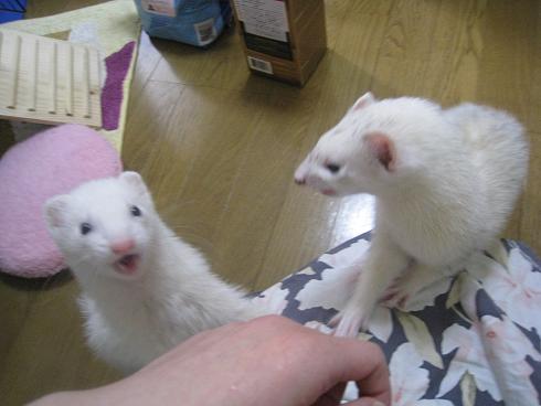 お風呂あがりのフェレットさんに甘いものを