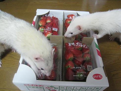美味しいいちごをいただきました♪