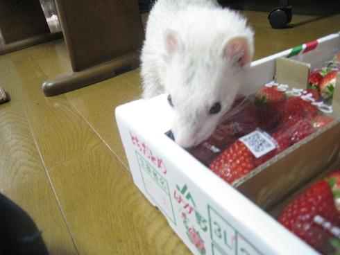 美味しいいちごをいただきました♪
