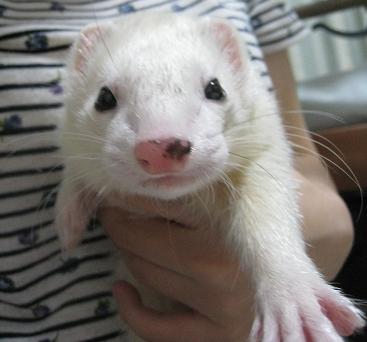 わさびさんとあずちゃんの特徴です(^^)