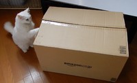 美容室ヘアーズハラのアイドル（レディーにゃにゃことのんちゃん）