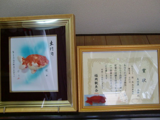 第32回福岡観魚会品評大会 立行司 肥後紅