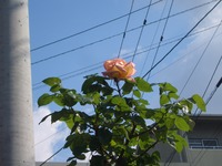 ☆　薔薇　☆