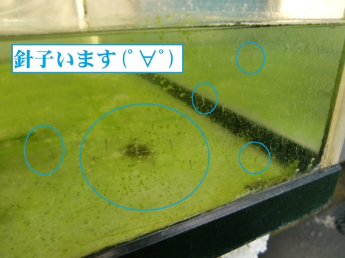 マッシーらんちゅう（孵化）