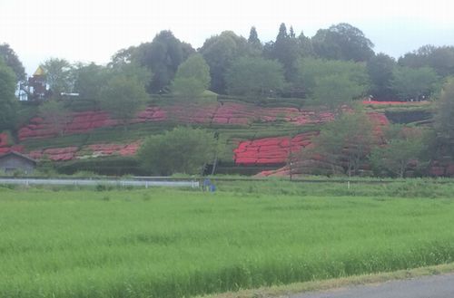 岡留公園 つつじ