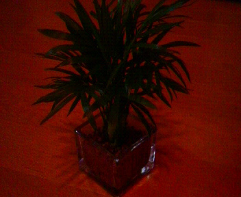 観葉植物