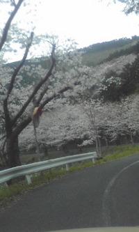 湯の児の桜