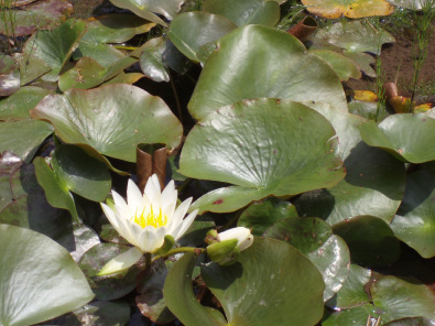 蓮池の蓮の花