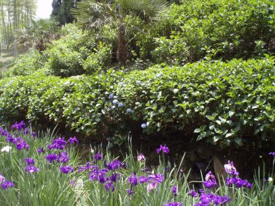 天子の水公園 紫陽花の花
