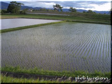 田植え