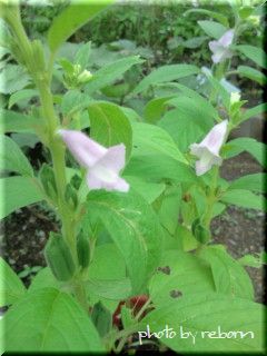 ごまの花