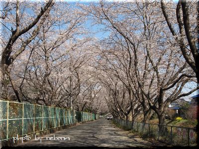 龍生園の桜