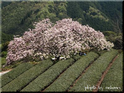 遠山桜