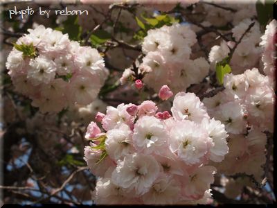 八重桜