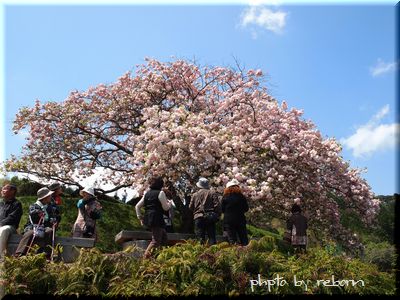 あさぎり町の遠山桜
