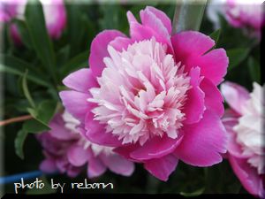牡丹の花がありました