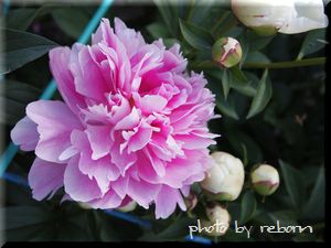 牡丹の花がありました