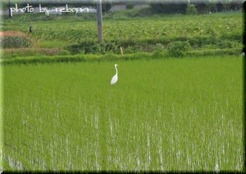 しらさぎ
