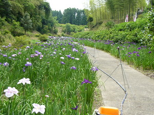 天子の水公園の花菖蒲