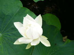 青井神社の蓮の花