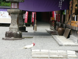 青井神社の蓮の花