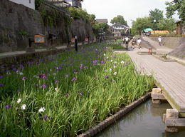 高瀬裏川花しょうぶ