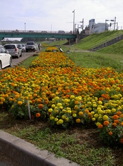 高瀬裏川花しょうぶ駐車場