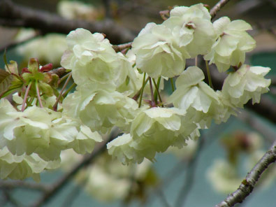 緑の桜