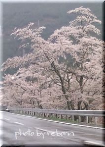 市房の桜です(*^_^*)