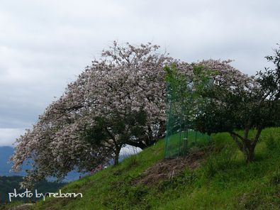 遠山桜