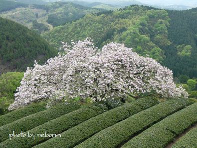 遠山桜 ベストポジション