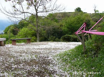 遠山桜。。また見てきました