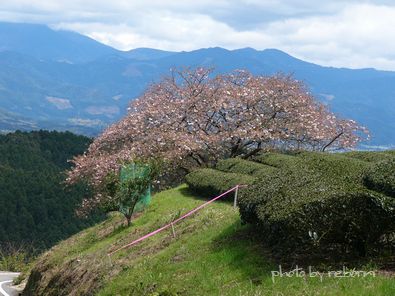 遠山桜