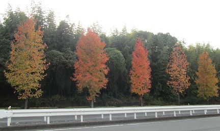 紅葉キレイキレイ、ここは・・