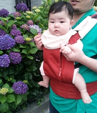 あじさい♪