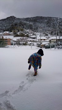 数年ぶりに雪が