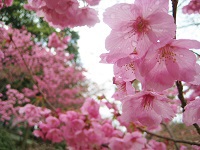 桜の季節の心模様