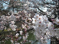 桜の季節の心模様