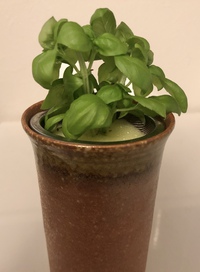 バジルの水耕栽培を始めました