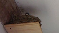 ツバメの赤ちゃん産まれてます！