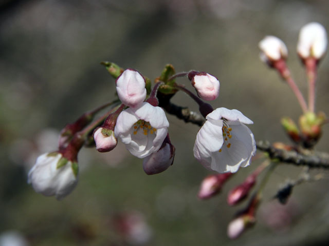 蛇ヶ谷公園で 蛇ヶ谷公園で