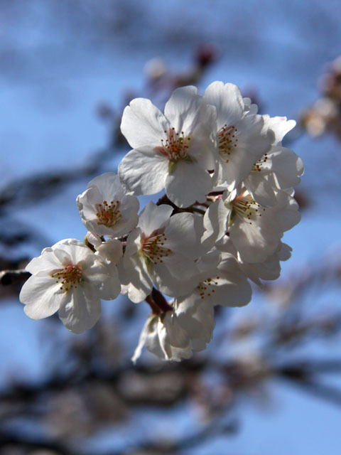 蛇ヶ谷公園で 蛇ヶ谷公園で