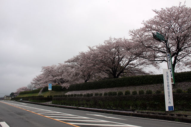 無粋な花散らし 無粋な花散らし