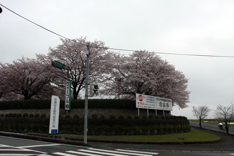 無粋な花散らし 無粋な花散らし