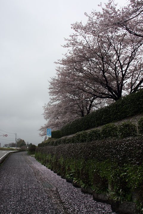 無粋な花散らし 無粋な花散らし