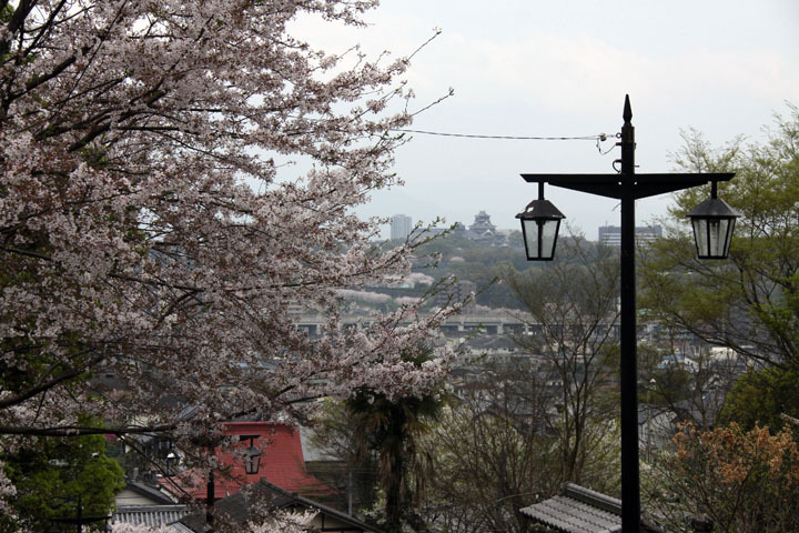 清正公と本妙寺と桜、遠くに熊本城 清正公と本妙寺と桜、遠くに熊本城